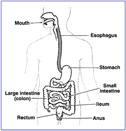 Digestive tract